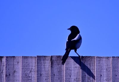 Low angle view of bird perching on wooden fence