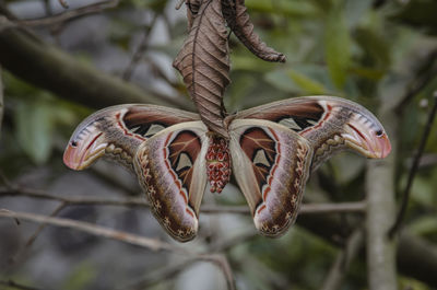 Close-up of altas moth on branch