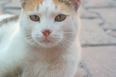 Close-up portrait of cat