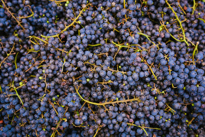 Pattern of ripe red grapes after harvest in autumn season ready to be transformed in red wine 
