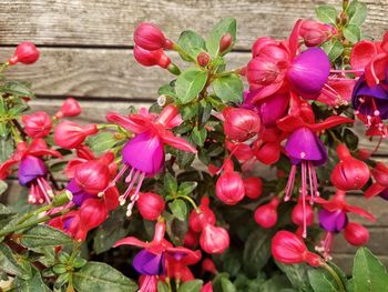 Close-up of red flowers