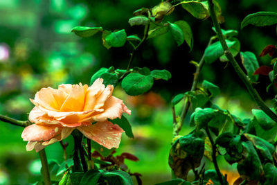 Close-up of flowers blooming outdoors