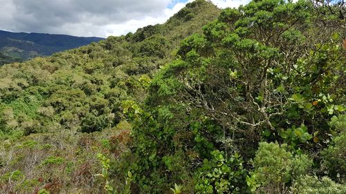 Scenic view of tree mountains against sky