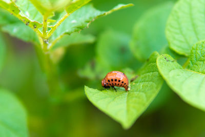 Close-up of insect on leaf