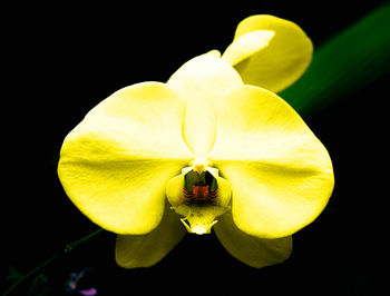 Close-up of yellow flower against black background