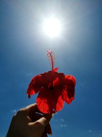 Person holding red flower against sky