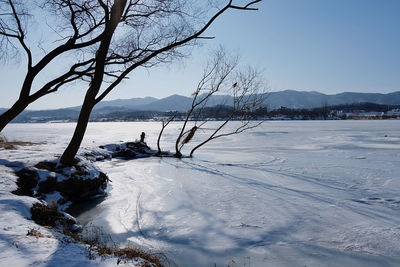 Bare trees on snow covered land against sky
