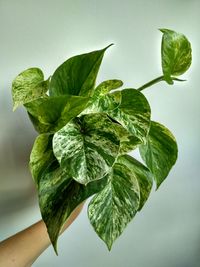 Close-up of hand holding leaf over white background