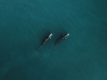High angle view of swimming in sea
