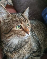 Close-up of a cat looking away