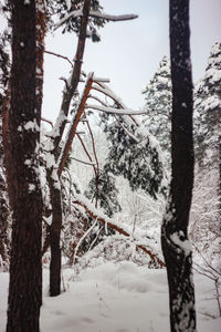 Bare trees on snow covered land