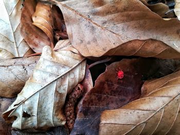 Full frame shot of autumn leaves