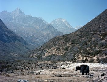 Yak on mountain against sky