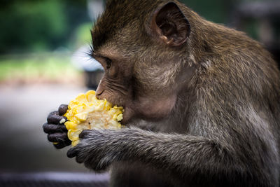 Close-up of monkey eating food