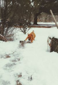 Dog on snow covered field