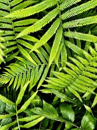 Full frame shot of fern leaves.