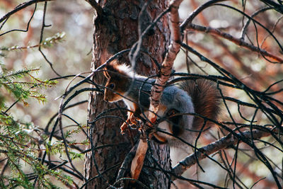 View of a bird on branch