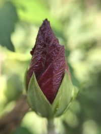 Close-up of leaf