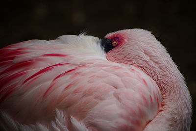 Close-up of a flamingo 