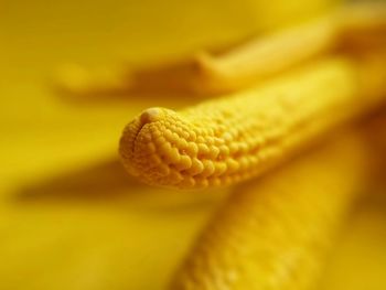 Close-up of yellow flower