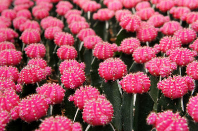 Close-up of pink flowering plants