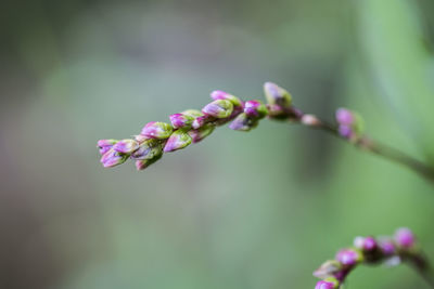 Close-up of pink flowers