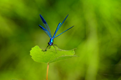 Close-up of insect on leaf