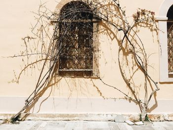 Close-up of tree against built structure