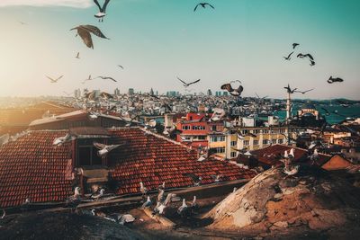 Seagulls flying over buildings in city