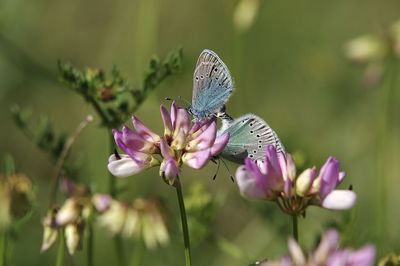 Close-up of butterfly mating on purple flower
