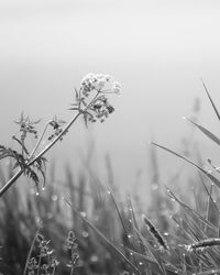 Close-up of flowering plant on field