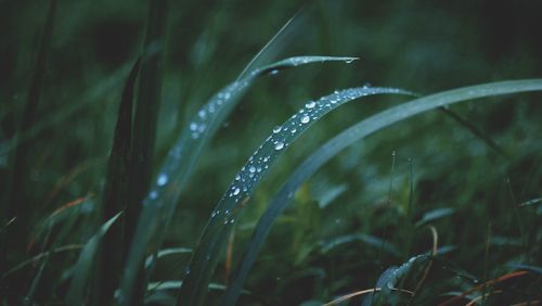 Close-up of raindrops on grass