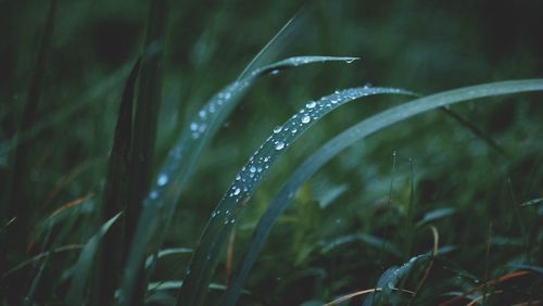 Close-up of raindrops on grass