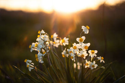 Close-up of daffodils 