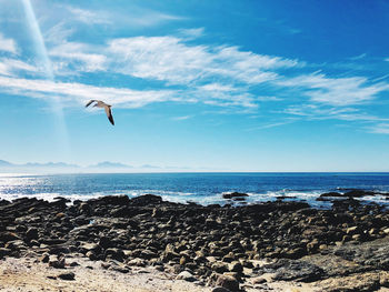 Bird flying over sea