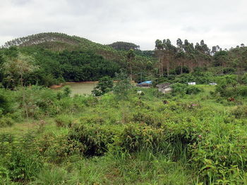 Ivy growing on field against sky