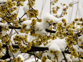 Close-up of snow covered tree