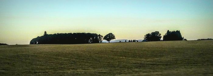 Scenic view of grassy field against clear sky