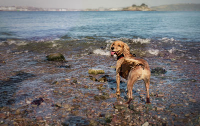 Dog on beach