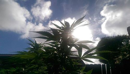 Low angle view of palm trees against sky