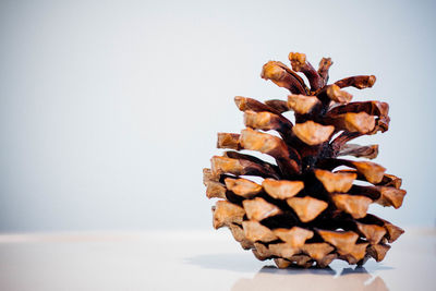 Close-up of pine cone on white background