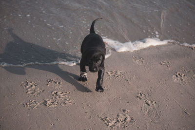 High angle view of dog on beach