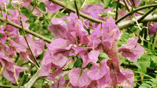 Close-up of pink flowers