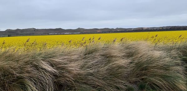 Scenic view of field against sky