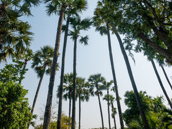 Low angle view of coconut palm trees against sky