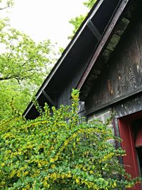 Low angle view of flowers growing in house