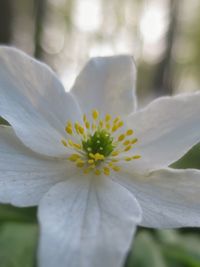 Close-up of yellow flower blooming outdoors