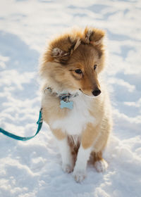 Close-up of dog on snow