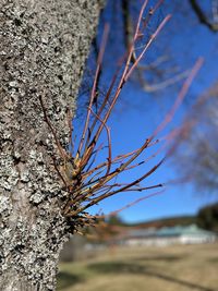 Close-up of tree trunk against sky