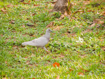 Bird perching on a field